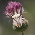 J15_2998 maybe Carpocoris mediterraneus.JPG